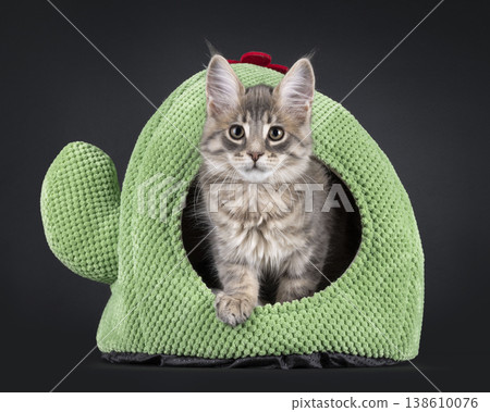 Maine Coon cat kitten on black background 138610076