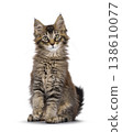 Brown cat kitten on white backgound 138610077