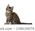 Brown cat kitten on white backgound 138610079