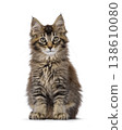 Brown cat kitten on white backgound 138610080