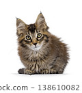 Brown cat kitten on white backgound 138610082