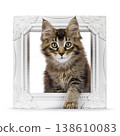 Brown cat kitten on white backgound 138610083