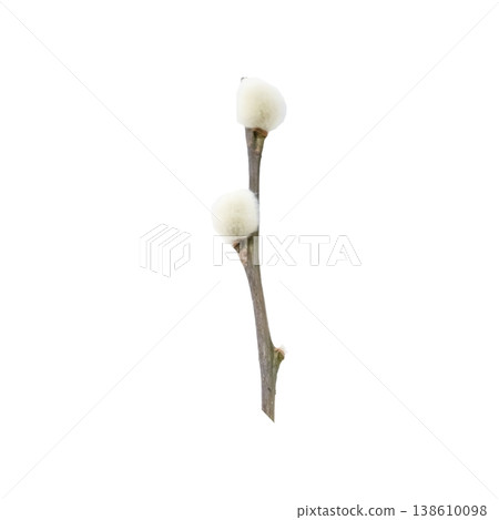 a sprig of willow on an isolated background a sprig of willow on an isolated background 138610098