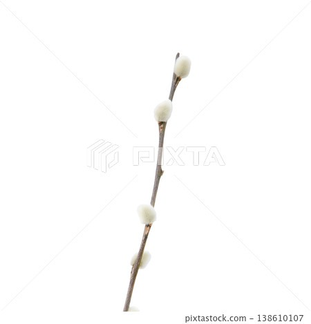 a sprig of willow on an isolated background 138610107