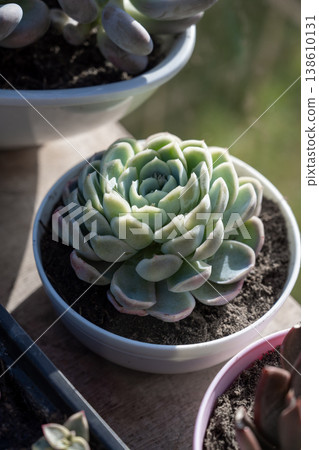 Succulent plant echeveria in a pot, indoor flower 138610131