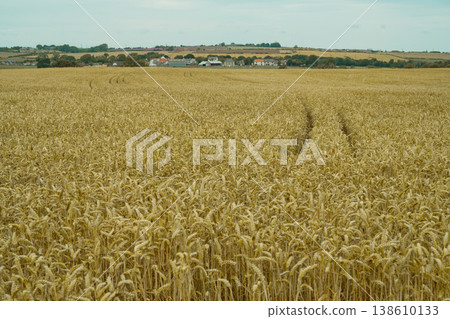 Wheat stalks in a field, fertility, farming plantation, bread wheat, copy space Wheat stalks in a field, fertility, farming plantation, bread wheat, copy space 138610133