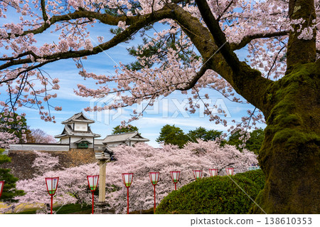 Springtime scenery at Kanazawa Castle Park: Ishikawa Gate and stone walls surrounded by cherry blossoms in full bloom. Springtime scenery at Kanazawa Castle Park: Ishikawa Gate and stone walls surrounded by cherry blossoms in full bloom. 138610353