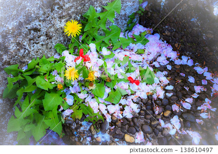 春花交響曲:蒲公英、散落的櫻花花瓣和杜鵑花瓣(春末) 春花交響曲:蒲公英、散落的櫻花花瓣和杜鵑花瓣(春末) 138610497