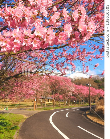 Sanuki Mannou National Park, Cherry Blossoms, Mannou Town, Kagawa Prefecture 9 Sanuki Mannou National Park, Cherry Blossoms, Mannou Town, Kagawa Prefecture 9 138610505