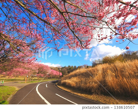 Sanuki Mannou National Park, Cherry Blossoms, Mannou Town, Kagawa Prefecture 7 138610507