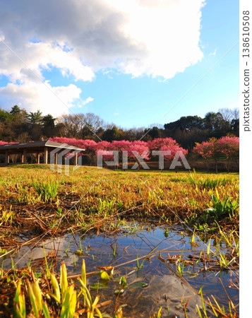 Sanuki Mannou National Park, Cherry Blossoms, Mannou Town, Kagawa Prefecture 6 138610508