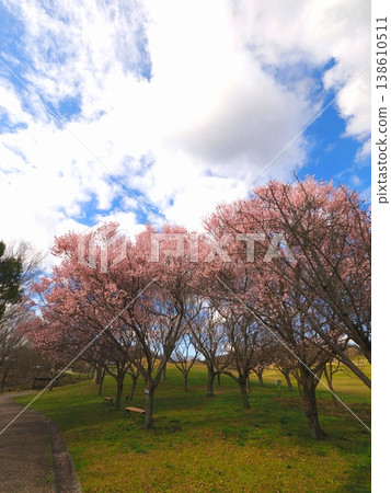 小彼岸櫻花，贊岐萬能國立公園，櫻花，香川縣萬能町 3 138610511