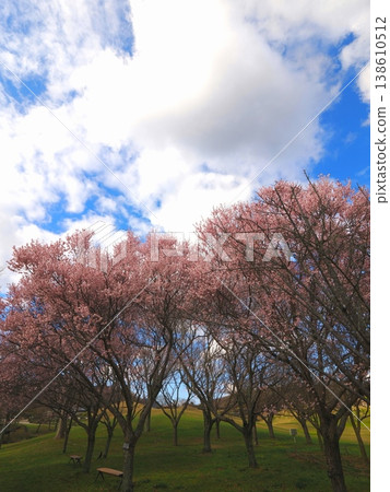小彼岸櫻花,贊岐萬能國立公園,櫻花,香川縣萬能町 4 小彼岸櫻花,贊岐萬能國立公園,櫻花,香川縣萬能町 4 138610512