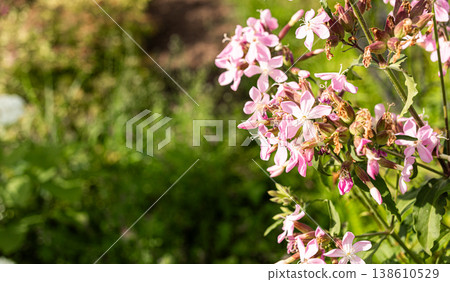 Pink flowers blooming in a lush garden with green foliage background Copy space Pink flowers blooming in a lush garden with green foliage background Copy space 138610529
