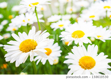 White daisies blooming in a vibrant garden with green foliage 138610530