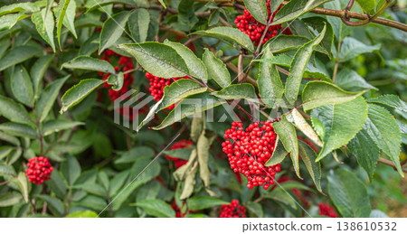 Red berries of ashberry on green foliage in natural outdoor setting Red berries of ashberry on green foliage in natural outdoor setting 138610532