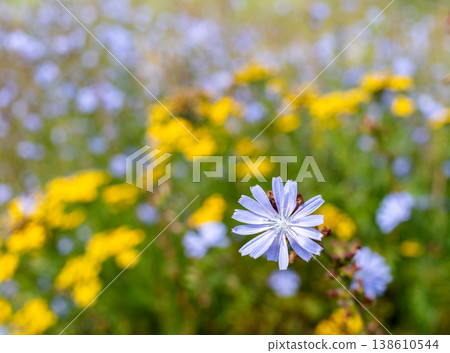 Blue flower of Chicory with yellow wildflowers in blurred meadow background 138610544