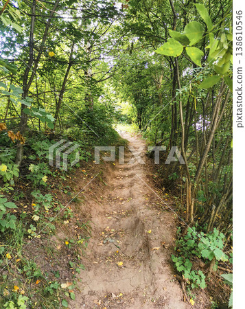Dirt path winding through lush green forest with trees and foliage 138610546