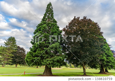 Mixed tree growing in park. Nature landscape. Landscape with forest or park in summer. Evergreen mixed nature. Meadow in wood forest. Forest in summer nature. Forest environment. Green nature Mixed tree growing in park. Nature landscape. Landscape with forest or park in summer. Evergreen mixed nature. Meadow in wood forest. Forest in summer nature. Forest environment. Green nature 138610759