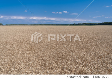 Wheat or barley agriculture field cultivation of summer crop harvest with rye spikelet 138610779