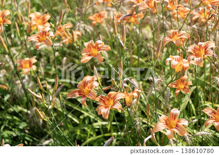 Daylily blossom. Orange day lily garden flower growing under sunlight. Daylily Hemerocallis flower in nature. Summer nature. Vivid inflorescences of flowering plant. Flower of daylily 138610780