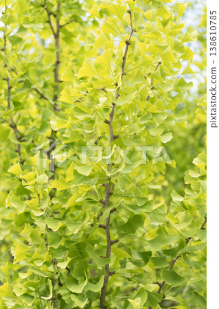 Green leaves on the branch of leaf tree in summer nature outdoor Green leaves on the branch of leaf tree in summer nature outdoor 138610785