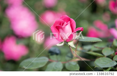 Beautiful fresh rose in nature. Pink roses bush in garden. Summer blooming flower. Soft flower petal. Nature in spring. Flower of rose. Rose garden in summer. Rose bush. Flowering plant Beautiful fresh rose in nature. Pink roses bush in garden. Summer blooming flower. Soft flower petal. Nature in spring. Flower of rose. Rose garden in summer. Rose bush. Flowering plant 138610792