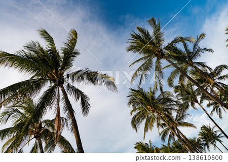 Palm tree of California at tropical beach in Miami on summer vacation Palm tree of California at tropical beach in Miami on summer vacation 138610800