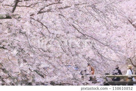 櫻花盛開。 櫻花盛開。 138610852
