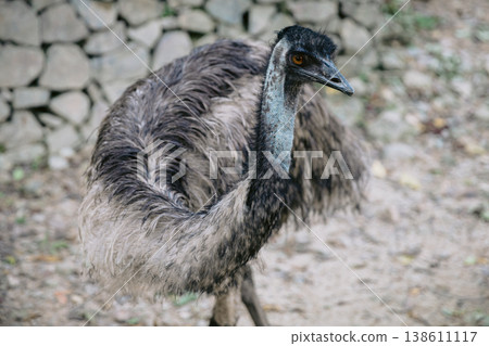 Emu bird or Dromaius novaehollandiae close up Emu bird or Dromaius novaehollandiae close up 138611117