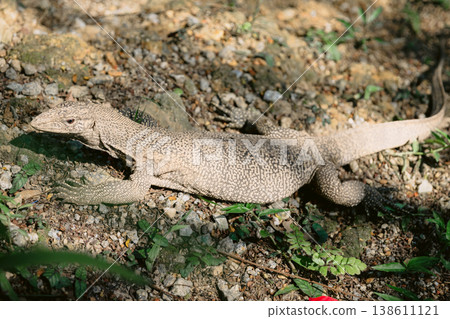 Large monitor lizard resting on rocky forest floor in natural sunlight Large monitor lizard resting on rocky forest floor in natural sunlight 138611121