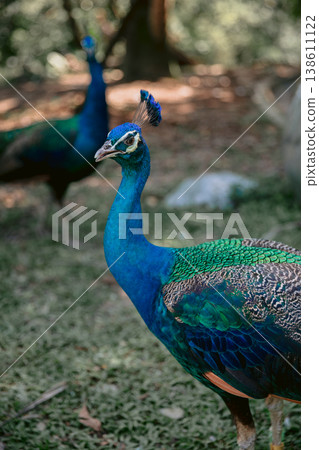 Peafowl or Pavo cristatus, also known as the common peafowl or blue peafowl. 138611122