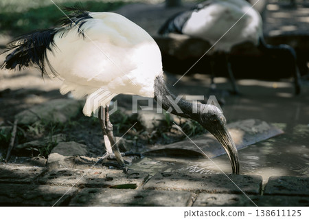 Sacred ibis bird drinking water in natural habitat, close up wildlife scene Sacred ibis bird drinking water in natural habitat, close up wildlife scene 138611125