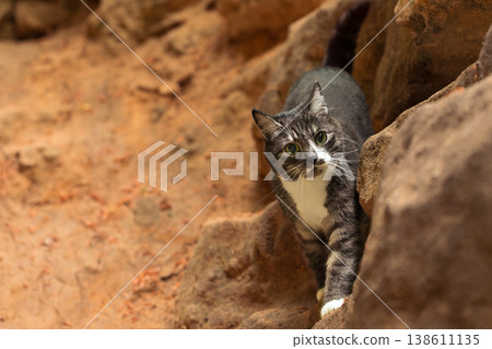 wild cand cat animal theme portrait wild cand cat animal theme portrait 138611135