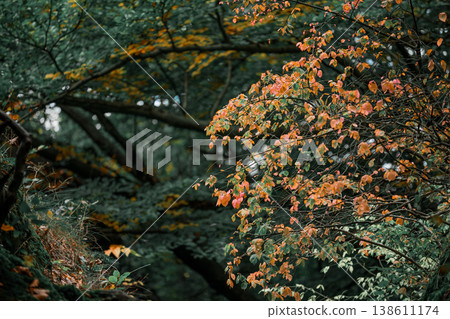 A forest scene with trees and branches displaying vibrant autumn colors, with orange and yellow leaves 138611174