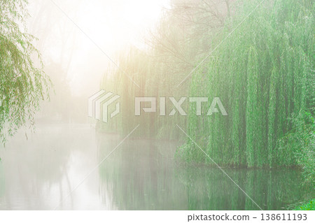 Misty morning sunlight willow trees above tranquil pond water calm peaceful environment space background Misty morning sunlight willow trees above tranquil pond water calm peaceful environment space background 138611193