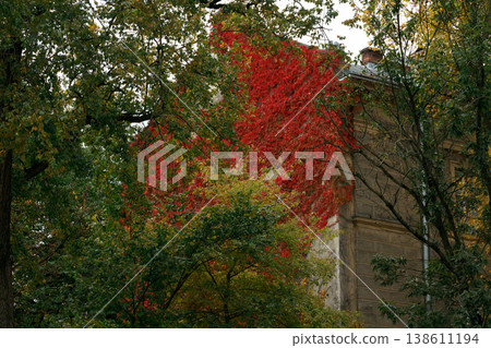 Vibrant red ivy climbs an old building facade surrounded by green foliage Vibrant red ivy climbs an old building facade surrounded by green foliage 138611194
