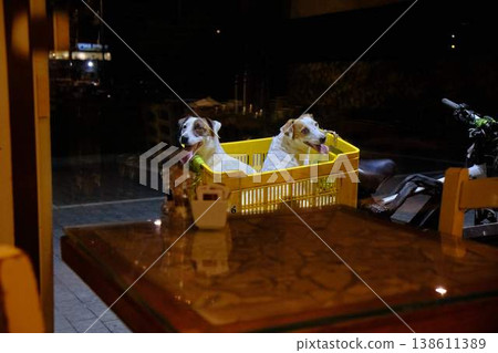 Two dogs sitting in a basket on a bicycle outside a cozy cafe at night, urban lifestyle scene 138611389