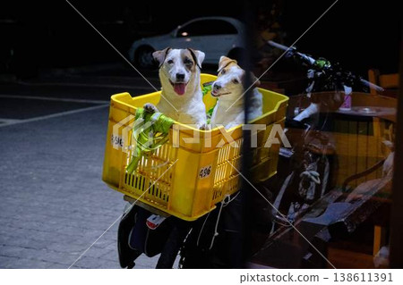 Two dogs sitting in a basket on a bicycle outside a cozy cafe at night, urban lifestyle scene 138611391