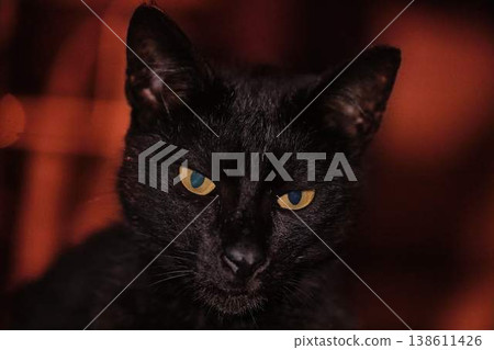 Black cat portrait in dark moody lighting with red background, mysterious feline close-up Black cat portrait in dark moody lighting with red background, mysterious feline close-up 138611426