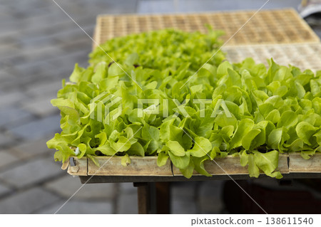 Lettuce seedlings growing in plant tray for organic farming Lettuce seedlings growing in plant tray for organic farming 138611540