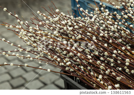 Pussy willow branches with catkins signalling spring season 138611563