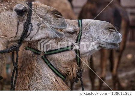 Close up portrait of camel with harness, farm animal in desert environment Close up portrait of camel with harness, farm animal in desert environment 138611592