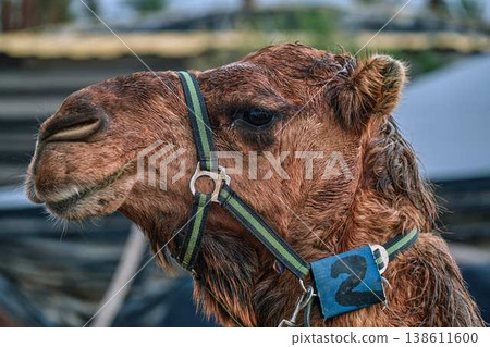 Close up portrait of camel with harness, farm animal in desert environment Close up portrait of camel with harness, farm animal in desert environment 138611600