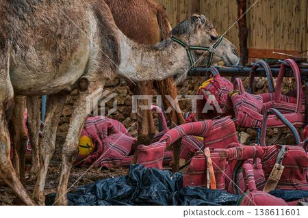 Close up portrait of camel with harness, farm animal in desert environment Close up portrait of camel with harness, farm animal in desert environment 138611601