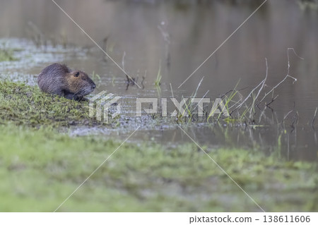 Nutria resting on grassy river bank in Brittany Nutria resting on grassy river bank in Brittany 138611606