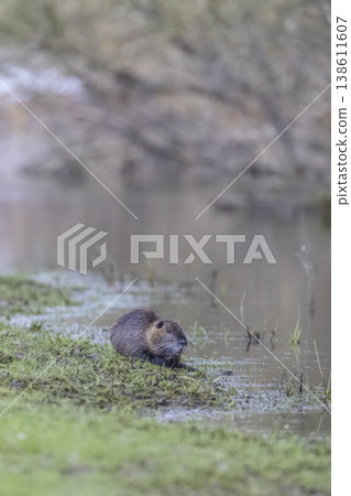 Nutria on river bank in Brittany, France Nutria on river bank in Brittany, France 138611607
