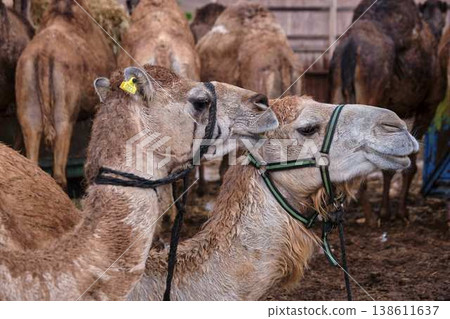 Close up portrait of camel with harness, farm animal in desert environment Close up portrait of camel with harness, farm animal in desert environment 138611637