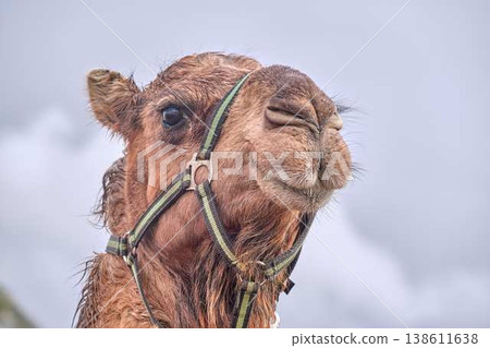 Close up portrait of camel with harness, farm animal in desert environment Close up portrait of camel with harness, farm animal in desert environment 138611638