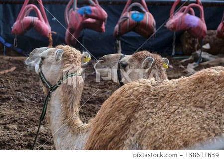Close up portrait of camel with harness, farm animal in desert environment Close up portrait of camel with harness, farm animal in desert environment 138611639